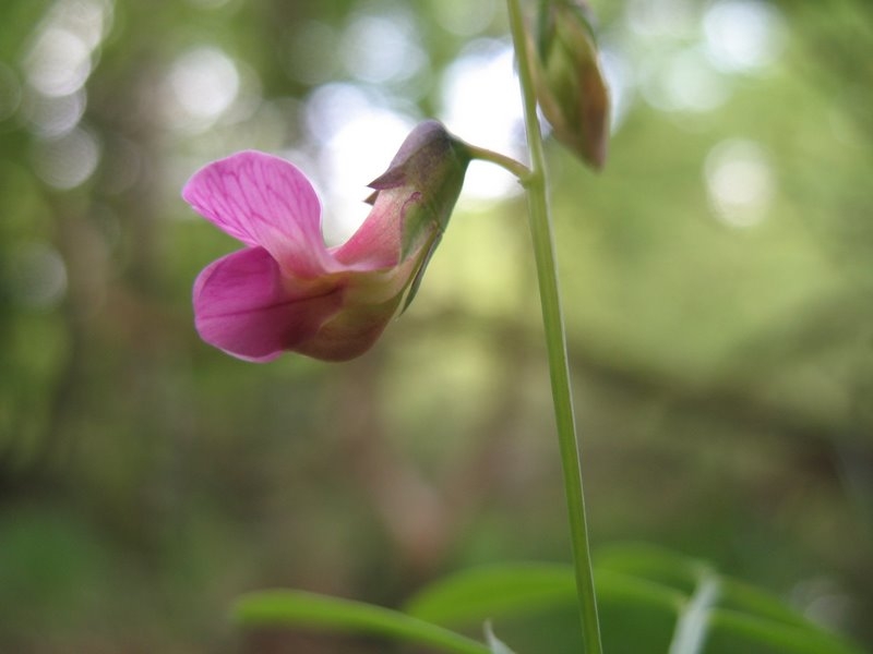 2006 05 Bonne mare 12